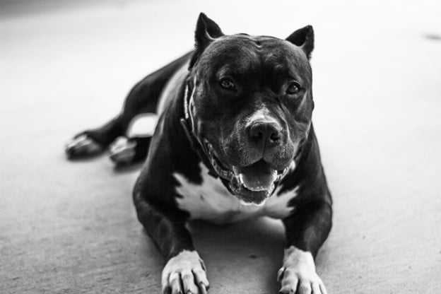 Pitbull pitbull dog