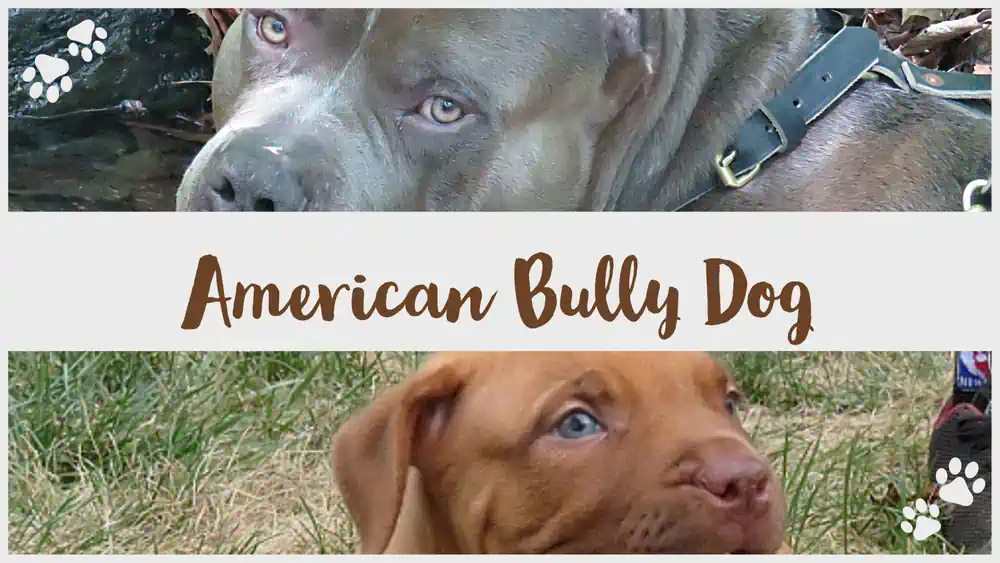 american-bully-dog two american bully dogs