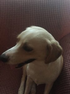 keep-dog-healthy