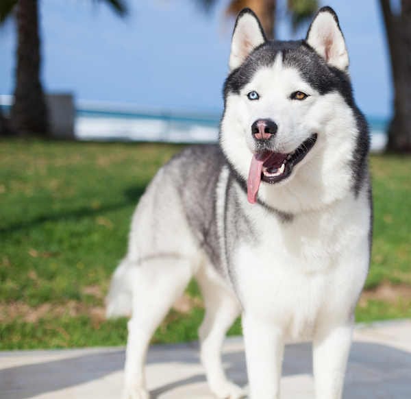 husky-dog-looks-healthy husky dog breed